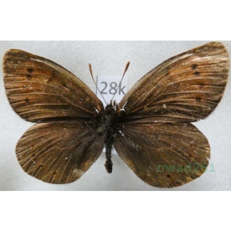 Erebia pandrose (Borkhausen, 1788) Górówka pandroza Austria28k